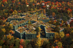 Forestry in the Forest